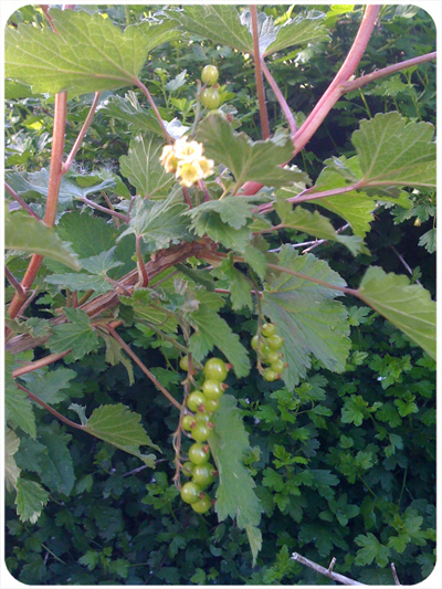 bisonbcurrants